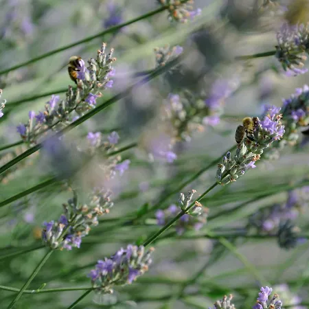 B&B Muehlbauerhof 4*