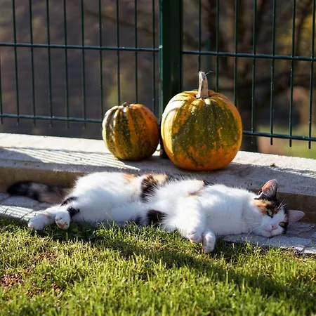 Muehlbauerhof Großklein
