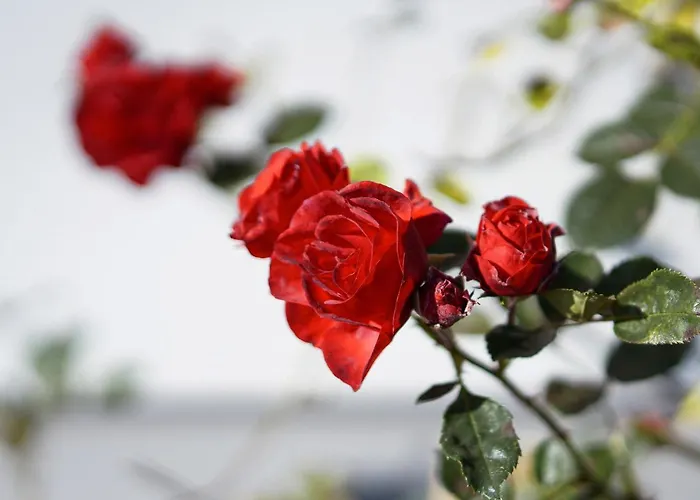 فندق مبيت وإفطار Muehlbauerhof 4*