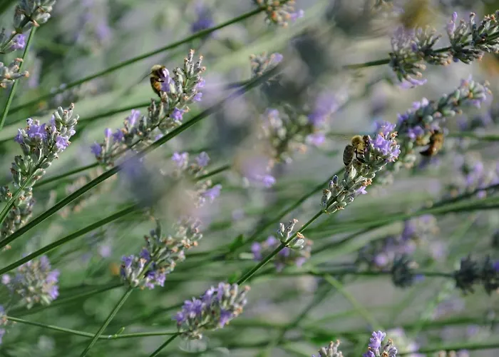 فندق مبيت وإفطار Muehlbauerhof 4*